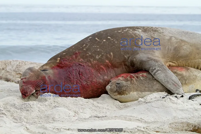 : Southern Elephant Seal - bull mating with female : Southern Elephant Seal - bull mating with female