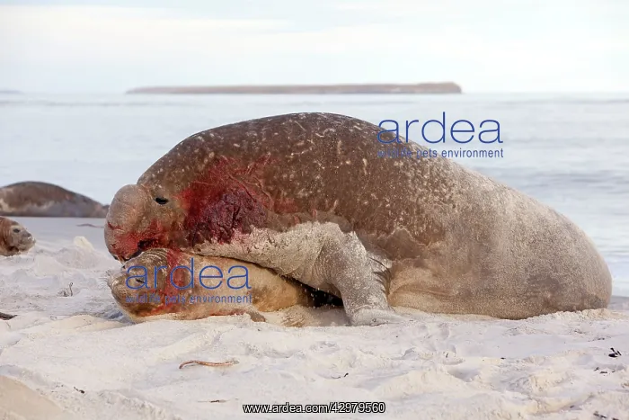 : Southern Elephant Seal - bull mating with female : Southern Elephant Seal - bull mating with female
