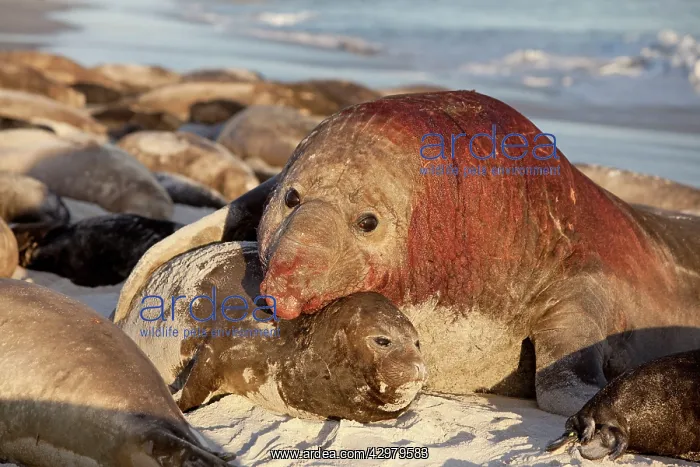 : Southern Elephant Seal - bull mating with female : Southern Elephant Seal - bull mating with female