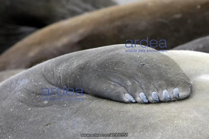 : Southern Elephant Seal - close-up : Southern Elephant Seal - close-up