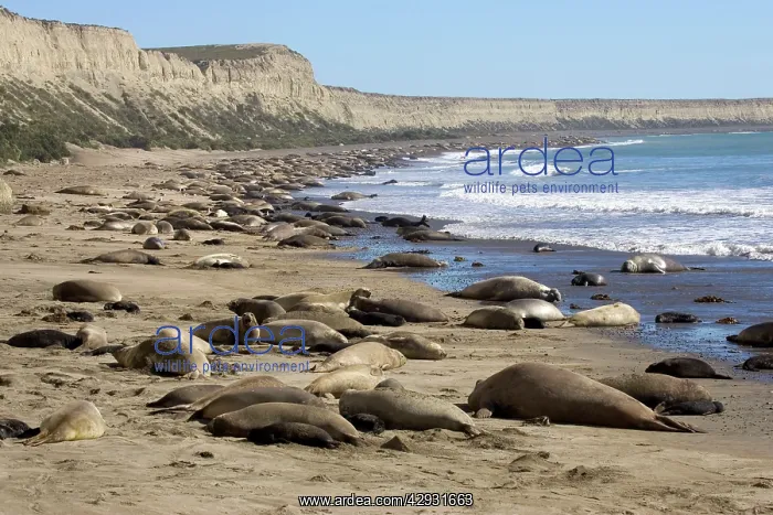 : Southern Elephant SEAL - colony : Southern Elephant SEAL - colony