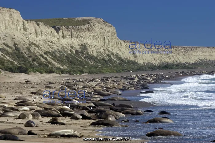 : Southern Elephant Seal colony : Southern Elephant Seal colony