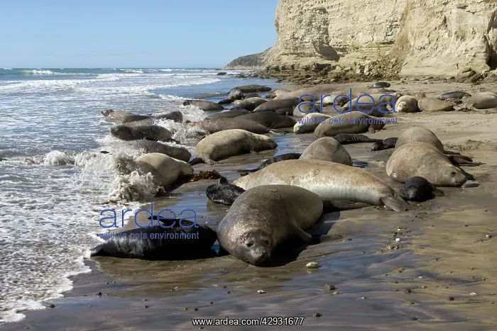 : Southern Elephant Seal colony : Southern Elephant Seal colony