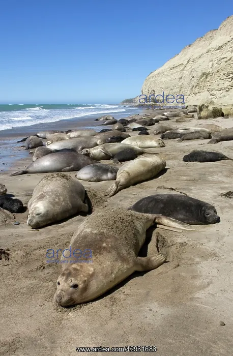 : Southern Elephant Seal colony - Females and pups : Southern Elephant Seal colony - Females and pups