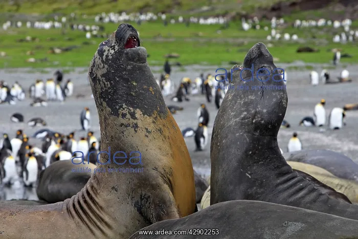 : Southern Elephant Seal - combat between two males : Southern Elephant Seal - combat between two males