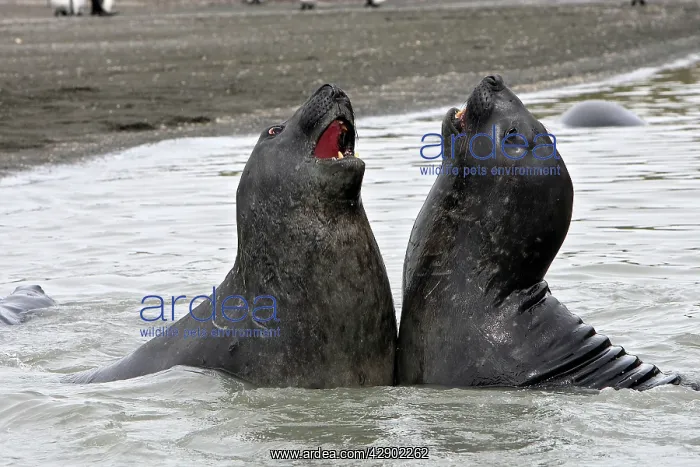 : Southern Elephant Seal - combat between two males : Southern Elephant Seal - combat between two males