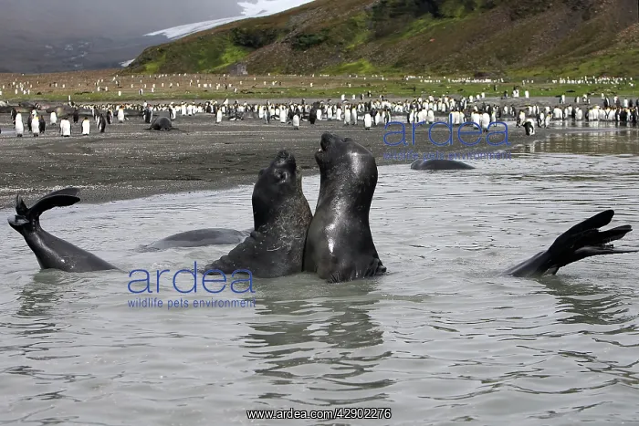 : Southern Elephant Seal - combat between two males : Southern Elephant Seal - combat between two males