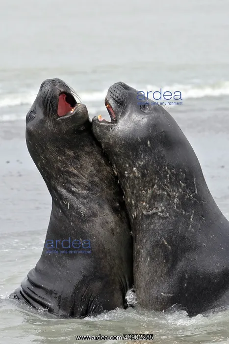 : Southern Elephant Seal - combat between two males : Southern Elephant Seal - combat between two males