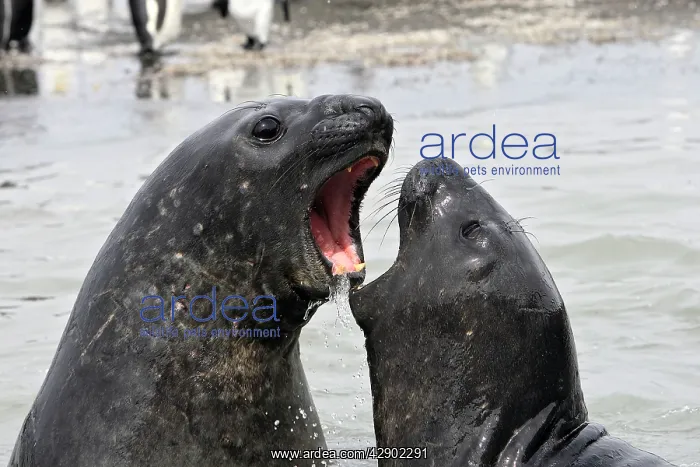 : Southern Elephant Seal - combat between two males : Southern Elephant Seal - combat between two males