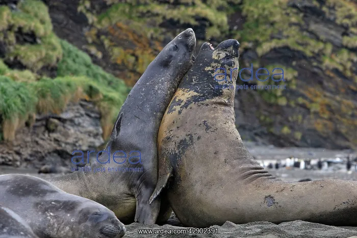 : Southern Elephant Seal - combat between two males : Southern Elephant Seal - combat between two males