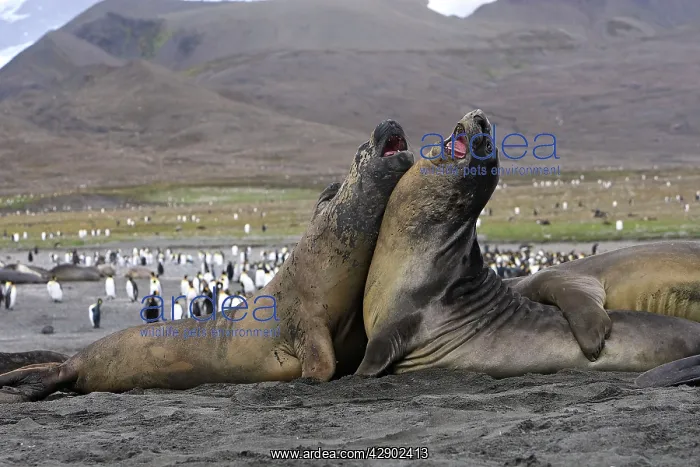 : Southern Elephant Seal - combat between two males : Southern Elephant Seal - combat between two males