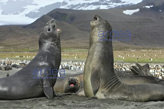 : Southern Elephant Seal - combat between two males : Southern Elephant Seal - combat between two males