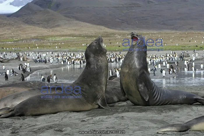 : Southern Elephant Seal - combat between two males : Southern Elephant Seal - combat between two males