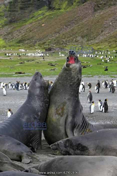 : Southern Elephant Seal - combat between two males : Southern Elephant Seal - combat between two males