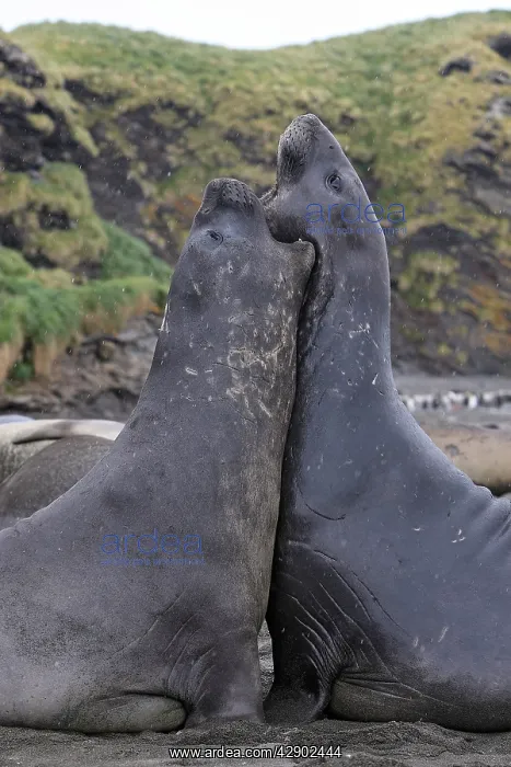 : Southern Elephant Seal - combat between two males : Southern Elephant Seal - combat between two males