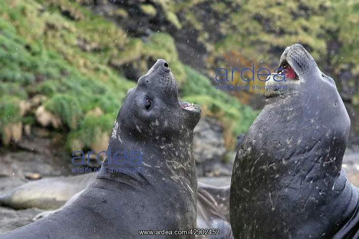 : Southern Elephant Seal - combat between two males : Southern Elephant Seal - combat between two males