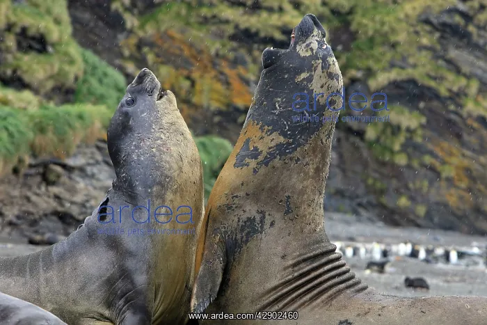 : Southern Elephant Seal - combat between two males : Southern Elephant Seal - combat between two males