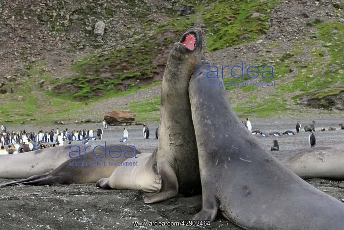 : Southern Elephant Seal - combat between two males : Southern Elephant Seal - combat between two males
