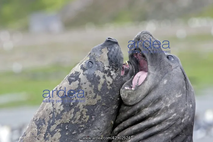 : Southern Elephant Seal - combat between two males : Southern Elephant Seal - combat between two males
