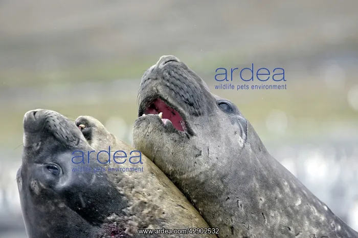 : Southern Elephant Seal - combat between two males : Southern Elephant Seal - combat between two males