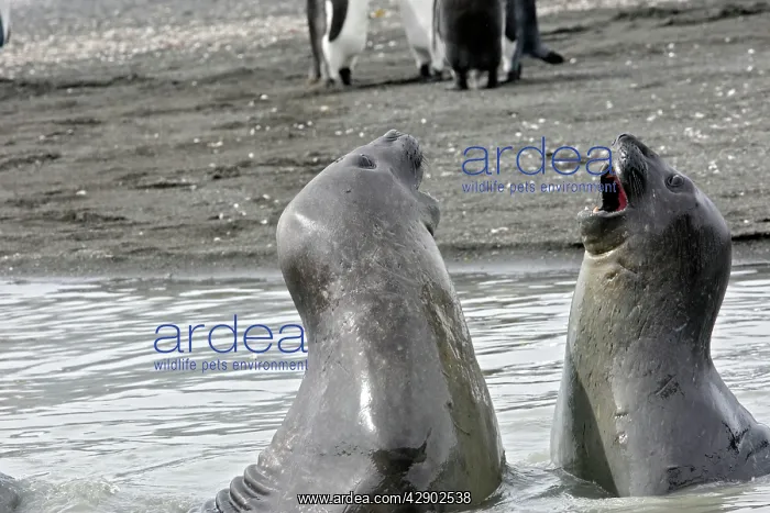 : Southern Elephant Seal - combat between two males : Southern Elephant Seal - combat between two males