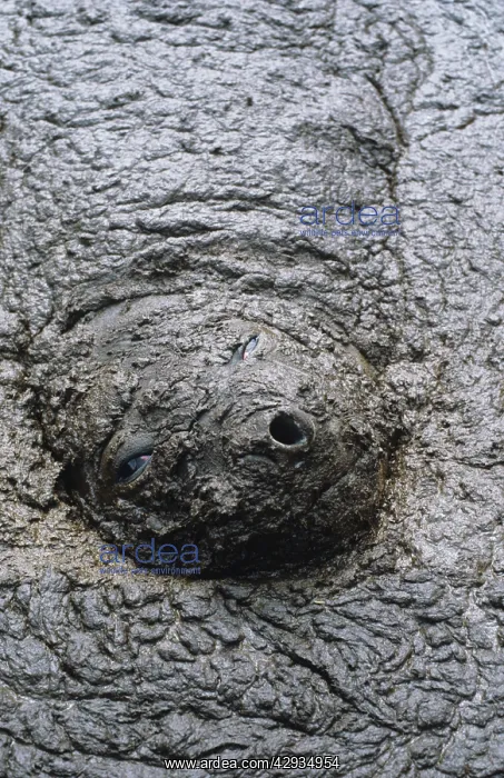 : Southern elephant seal - cow in mud walllow : Southern elephant seal - cow in mud walllow