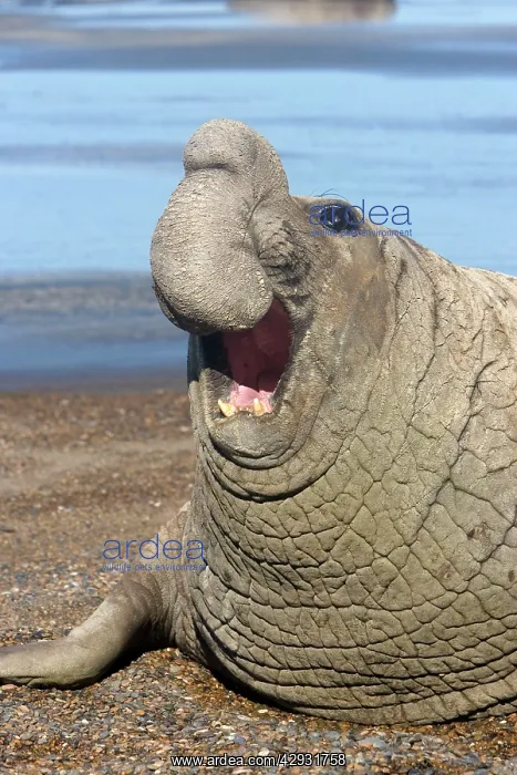 : Southern Elephant Seal - Dominant male : Southern Elephant Seal - Dominant male