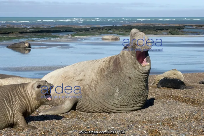 : Southern Elephant Seal - Dominant male; female : Southern Elephant Seal - Dominant male; female
