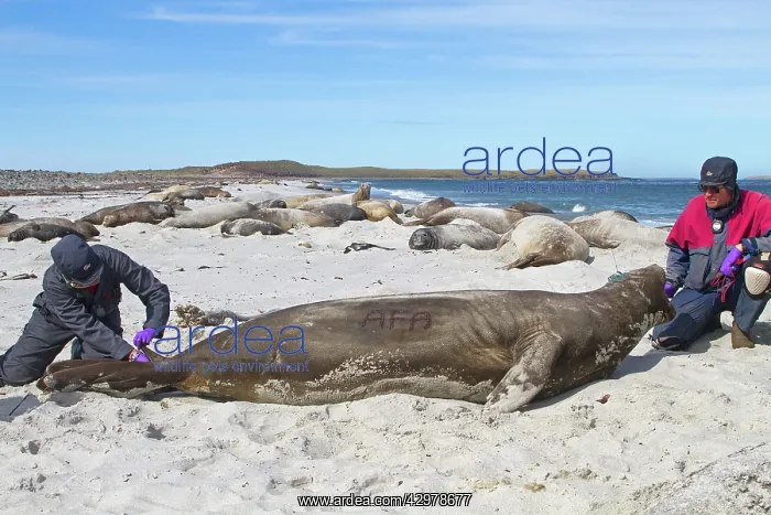  : Southern Elephant Seal - examination taking samples