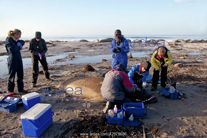 : Southern Elephant Seal - examination taking samples : Southern Elephant Seal - examination taking samples