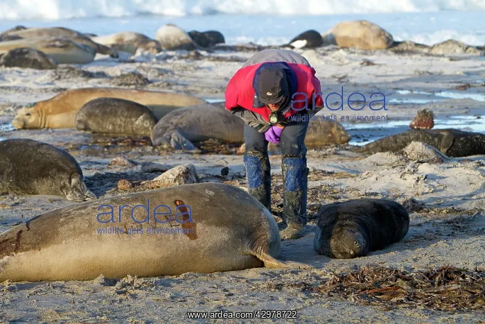 : Southern Elephant Seal - examination taking samples : Southern Elephant Seal - examination taking samples