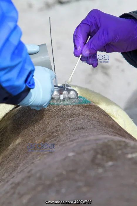 : Southern Elephant Seal - examination taking samples : Southern Elephant Seal - examination taking samples