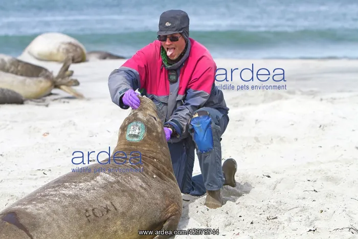 : Southern Elephant Seal - examination taking samples : Southern Elephant Seal - examination taking samples