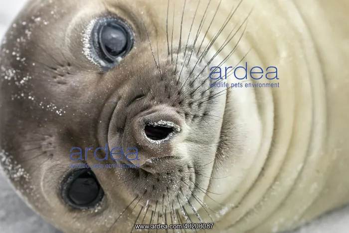 : Southern Elephant Seal - Face - Falkland Islands : Southern Elephant Seal - Face - Falkland Islands