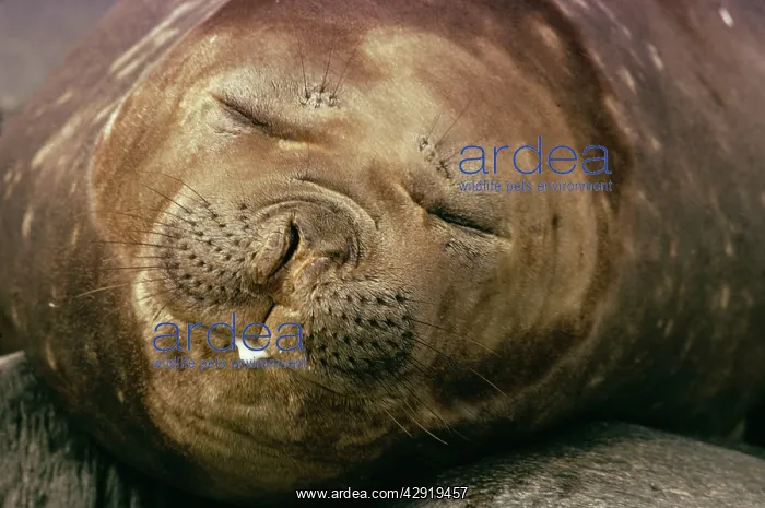 : Southern elephant SEAL - facing camera : Southern elephant SEAL - facing camera