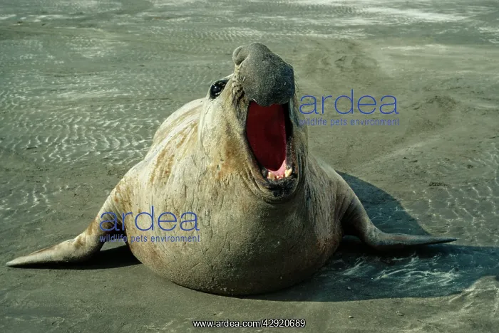 : SOUTHERN ELEPHANT SEAL - facing camera : SOUTHERN ELEPHANT SEAL - facing camera