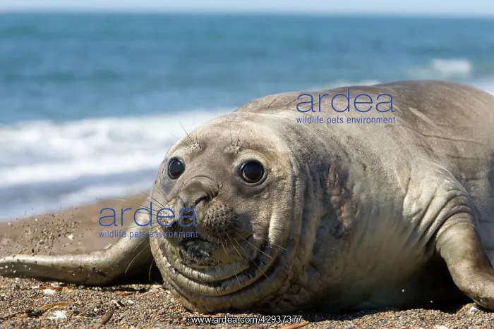 : Southern Elephant Seal, Female : Southern Elephant Seal, Female