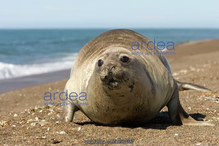: Southern Elephant Seal - Female afraid of killer : Southern Elephant Seal - Female afraid of killer