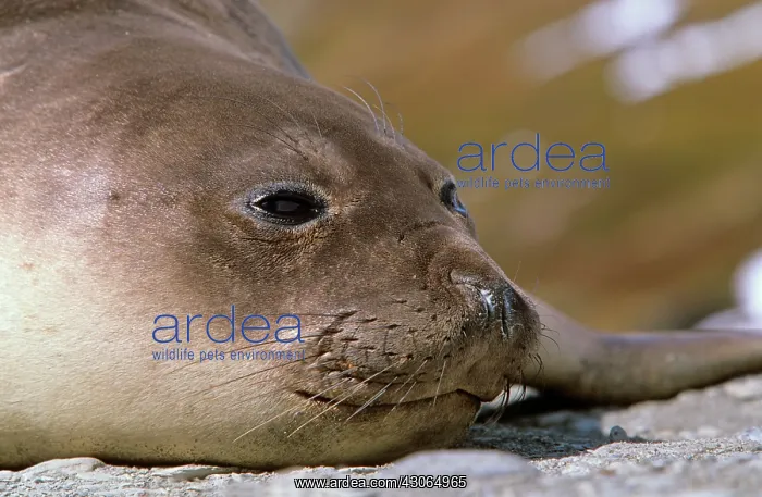 : Southern Elephant Seal female (cow) (Mirounga : Southern Elephant Seal female (cow) (Mirounga