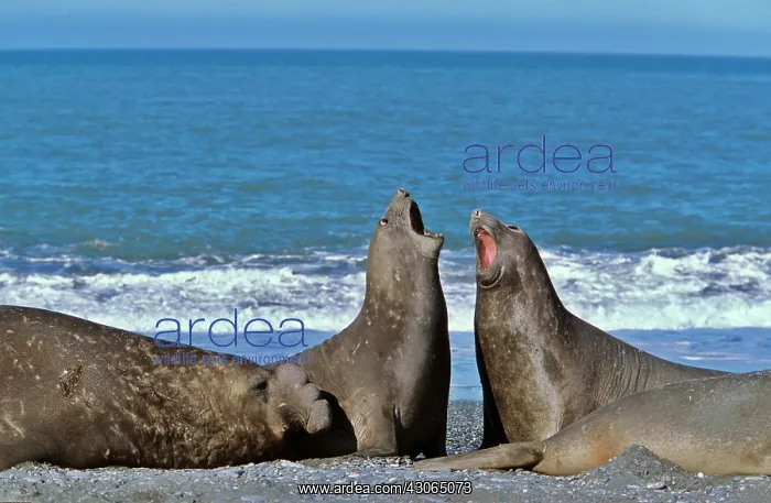 : Southern Elephant Seal female (cow) (Mirounga : Southern Elephant Seal female (cow) (Mirounga