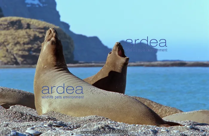 : Southern Elephant Seal female (cow) (Mirounga : Southern Elephant Seal female (cow) (Mirounga