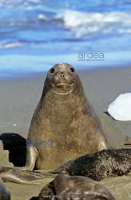 : Southern Elephant Seal female (cow) (Mirounga : Southern Elephant Seal female (cow) (Mirounga