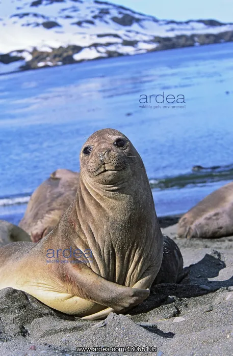  : Southern Elephant Seal female (cow) (Mirounga