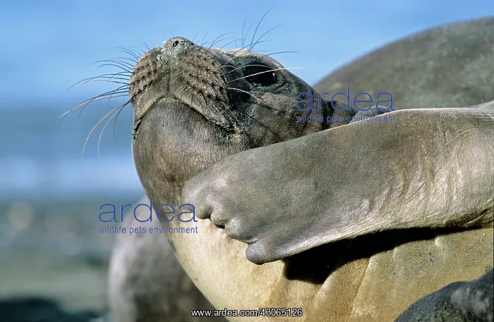 : Southern Elephant Seal female (cow) (Mirounga : Southern Elephant Seal female (cow) (Mirounga