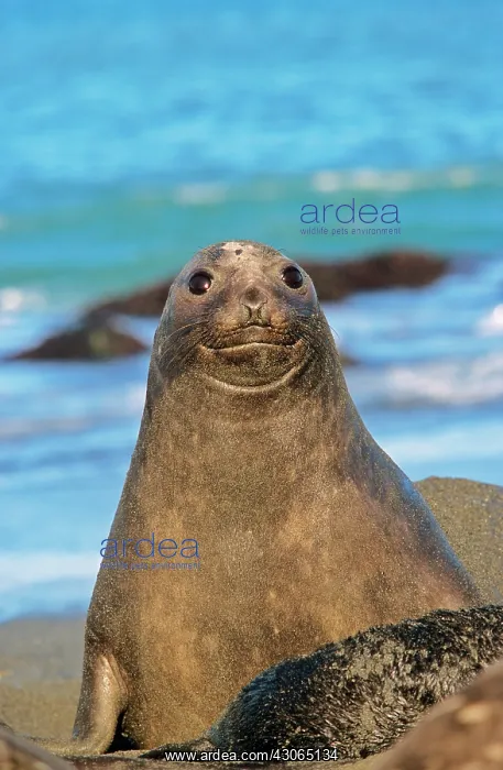  : Southern Elephant Seal female (cow) (Mirounga