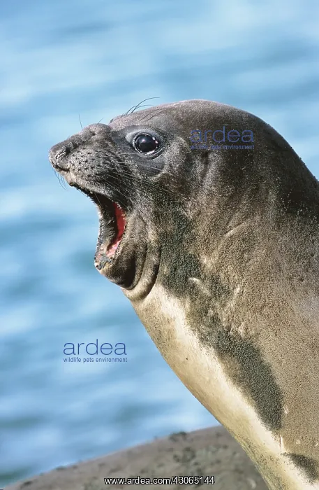 : Southern Elephant Seal female (cow) (Mirounga : Southern Elephant Seal female (cow) (Mirounga