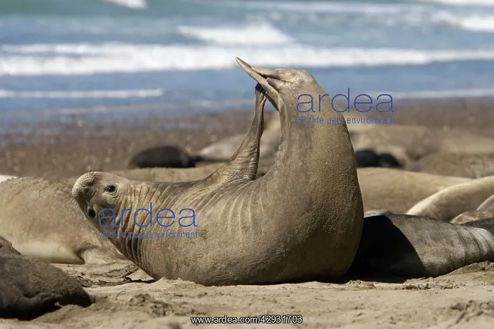 : Southern Elephant Seal - Female, stretching : Southern Elephant Seal - Female, stretching