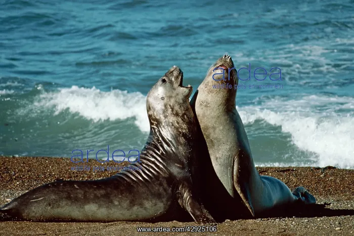 : Southern Elephant Seal - two fighting on beach : Southern Elephant Seal - two fighting on beach