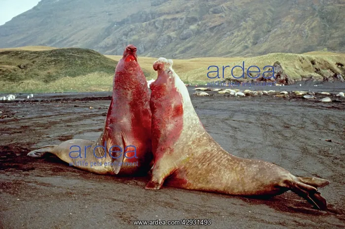 : Southern Elephant Seal - fighting fighting showing : Southern Elephant Seal - fighting fighting showing