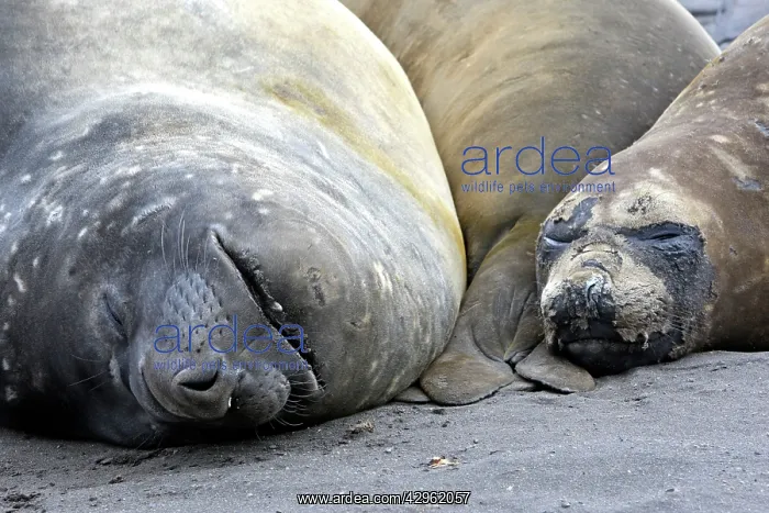 : Southern Elephant Seal - Hannah Point - Livingston : Southern Elephant Seal - Hannah Point - Livingston